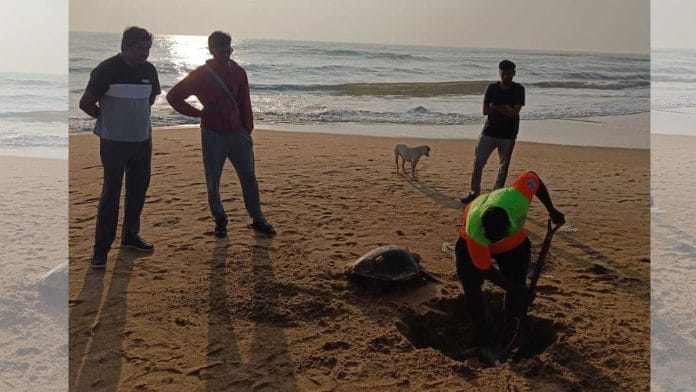 Thousands of Olive Ridley turtles have washed ashore in Chennai. | By special arrangement
