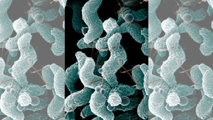 Campylobacter bacteria | Flickr/Microbe World