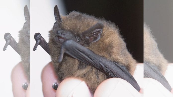 Pipistrellus female | Commons