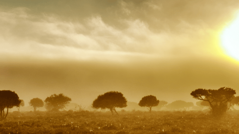 WEF has secured $1 billion for climate resilience in Africa. Why this is important