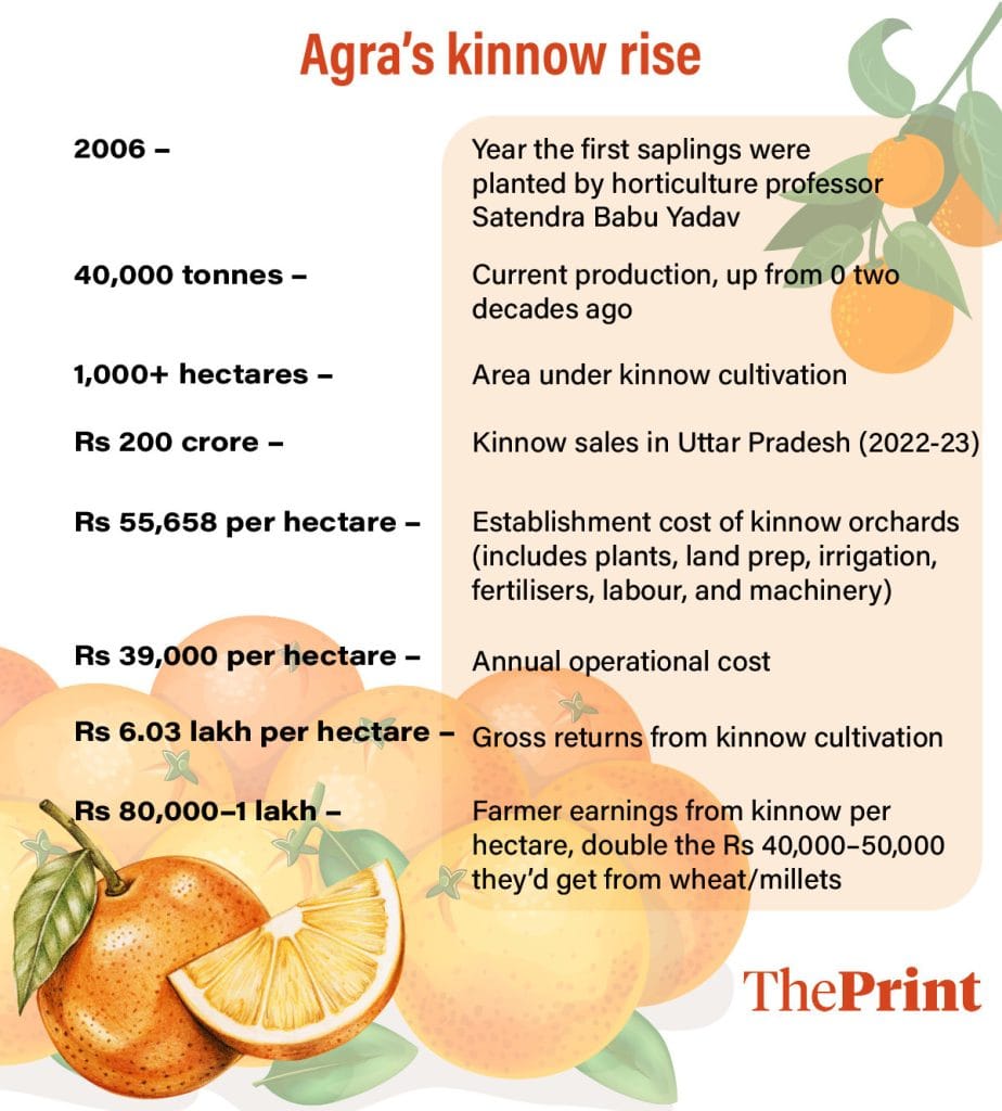 Agra kinnows graphic