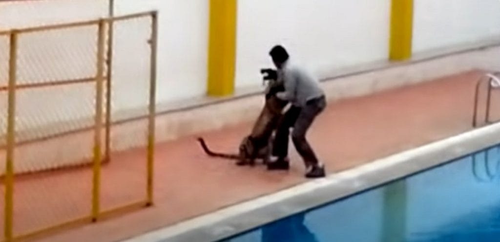 Leopard in Bengaluru school