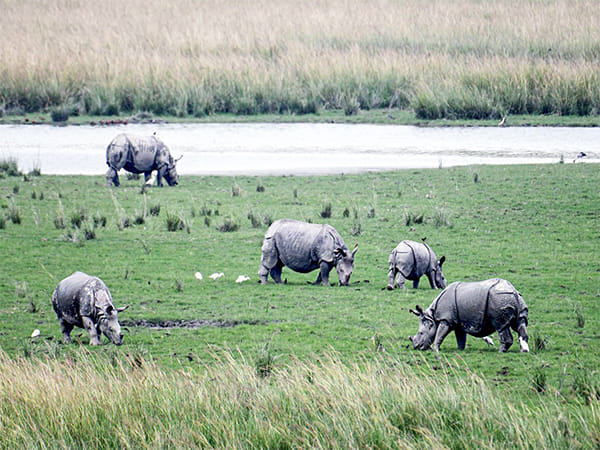 Nepal's Rhino census becomes uncertain with suspension of USAID