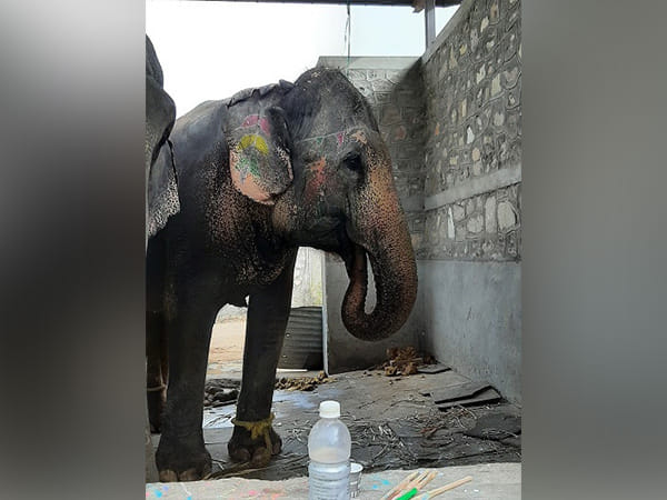 Elephant Rehabilitation Can Set Example for Captive Facilities, says World Animal Protection on Occasion of World Wildlife Day
