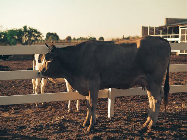 Cabinet approves revision of Livestock Health and Disease Control Programme