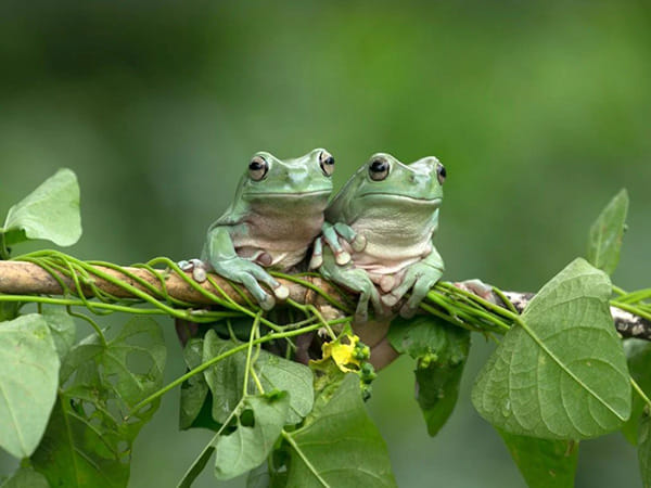 Amphibians bounce-back from Earth's greatest mass extinction: Study 