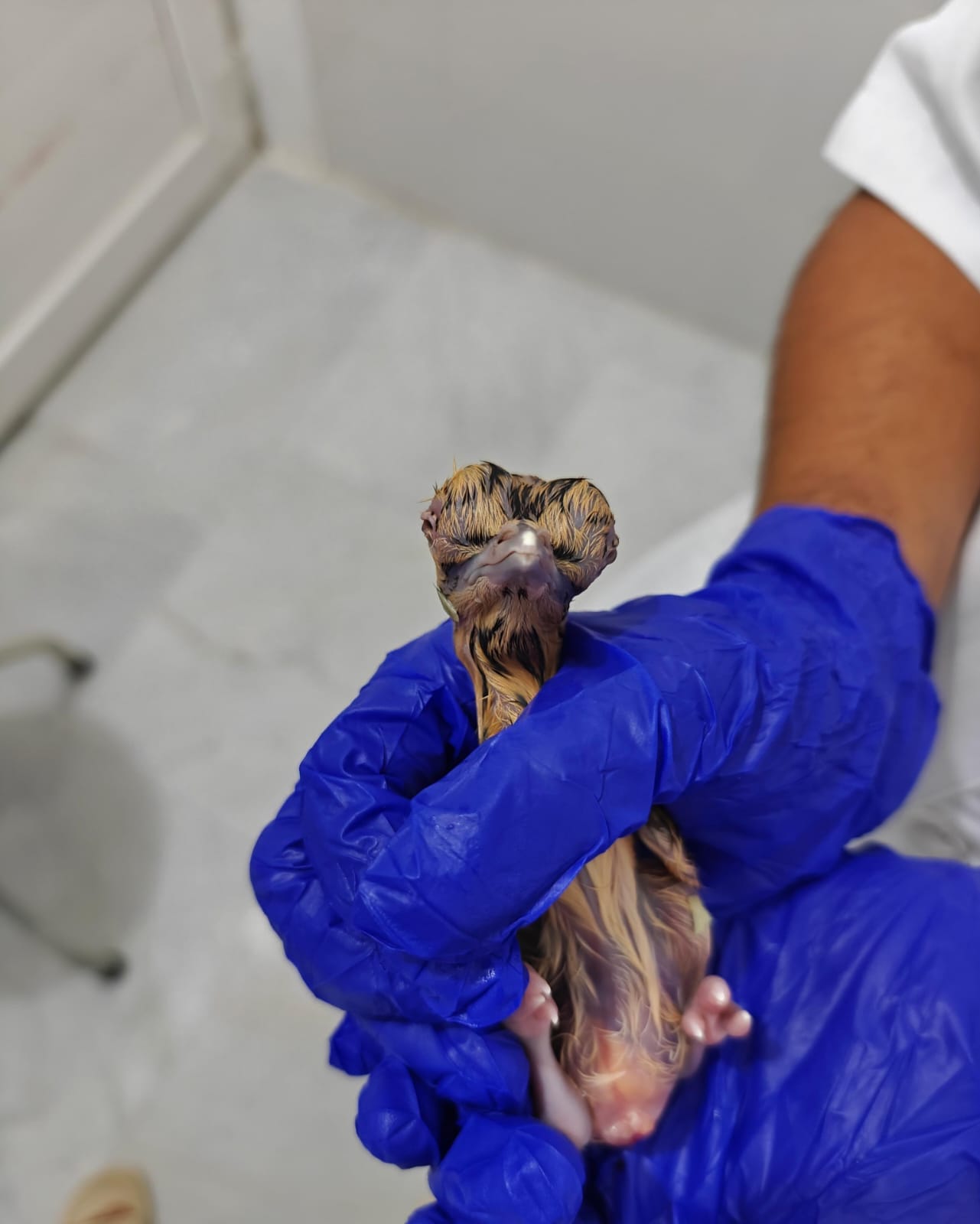 The first captive-bred GIB chick this year. | @byadavbjp/X