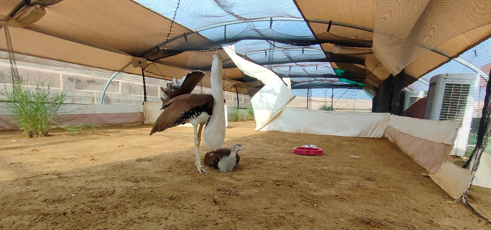 The breeding pair at the Sam Conservation Centre in Rajasthan's Jaisalmer. | @byadavbjp/X