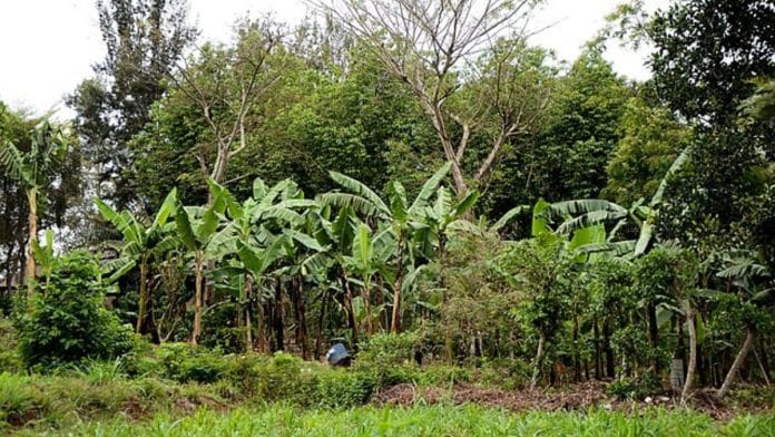 Agroforestry can solve poverty and offer food security. 5 Indian states are leading the way.
