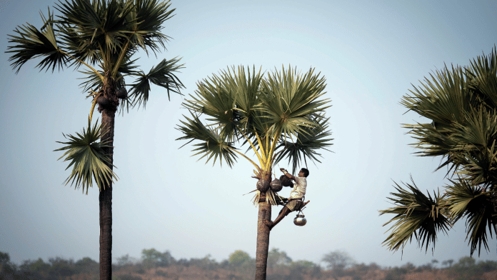 File photo of a toddy tapper at work to collect sap from a palm tree | ANI