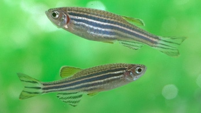 Zebrafish | Flickr