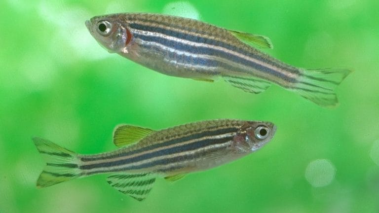 Nanoplastics are breaching fish blood cells, choking oxygen supply & threatening marine life