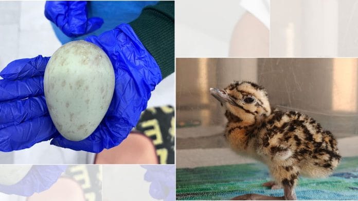 The first captive-bred Great Indian Bustard chick of 2025. | @byadavbjp/ X