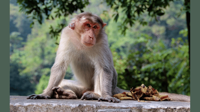 SubscriberWrites: Delhi & Monkeys