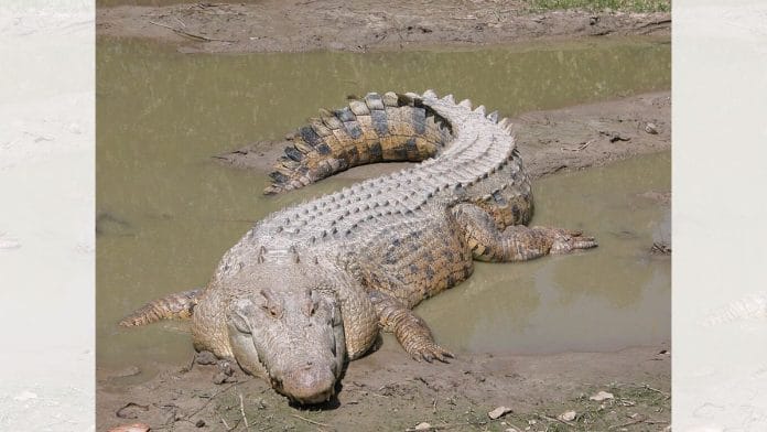 Saltwater crocodile | Commons