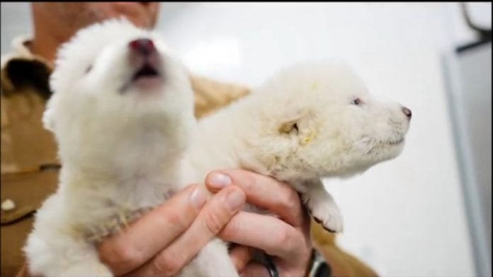 Dire wolves 'brought back' to Earth | X/@colossal