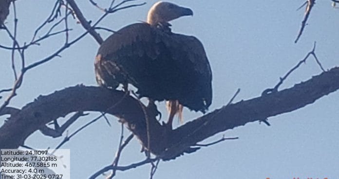 Eurasian Griffon vulture nursed back to health in Bhopal | By special arrangement