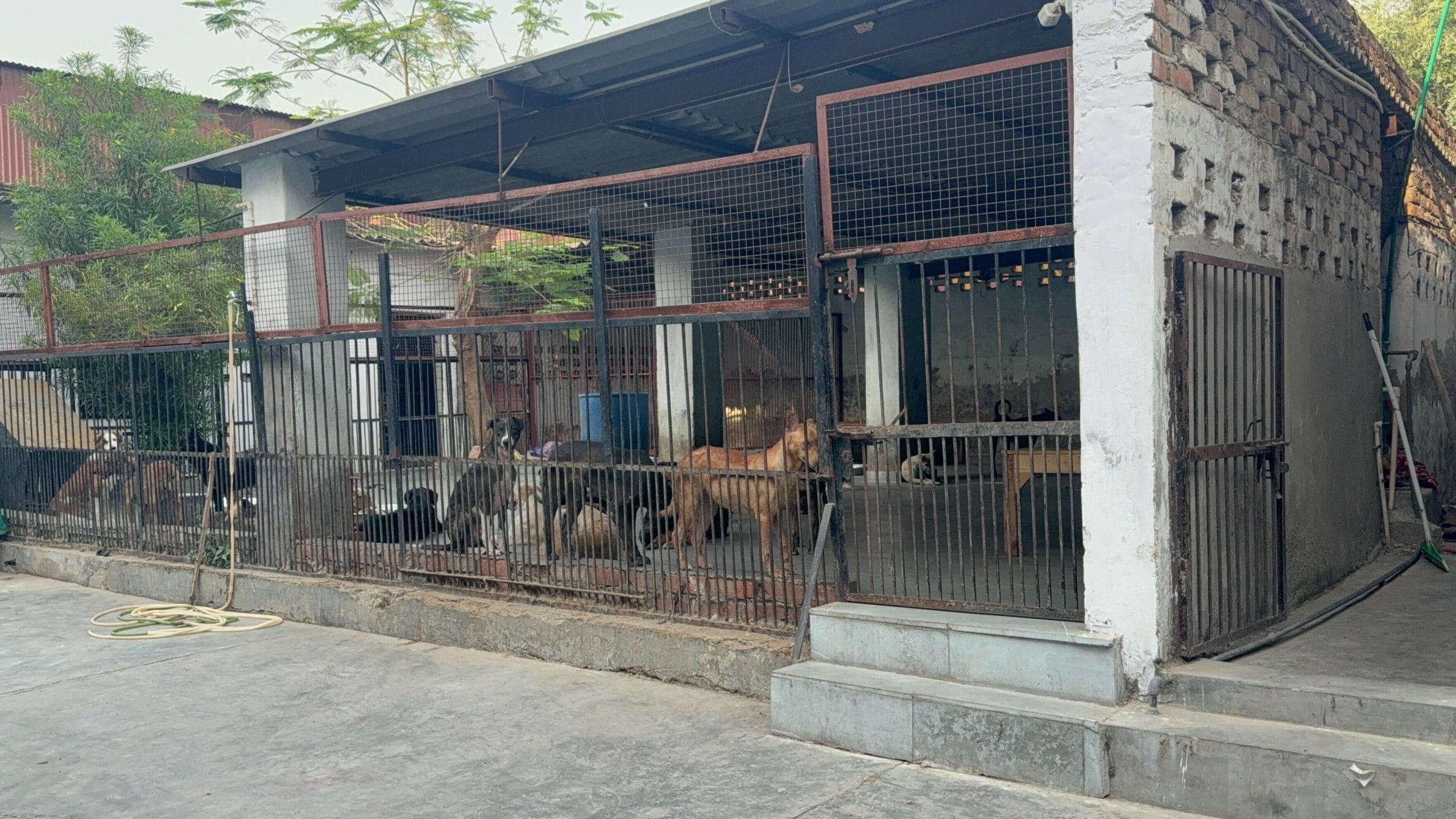 The stray dog enclosure at the Najafgarh ABC Centre run by Sonadi Charitable trust. | Mrinalini Dhyani