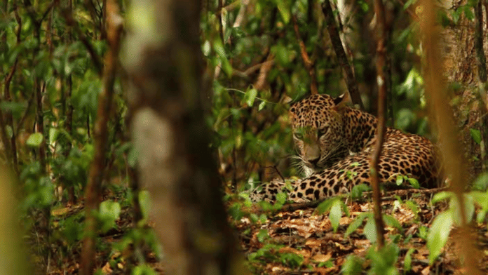 Leopard Sighting in Jhalana Leopard Safari | https://www.jhalanaleopardreserve.com/