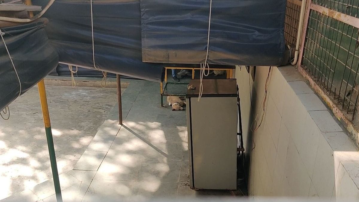The facility for stray dogs at the Masoodpur ABC centre. | Mrinalini Dhyani | ThePrint