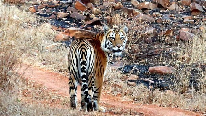 A tiger at Madhya Pradesh's Panna National Park | Photo: ANI