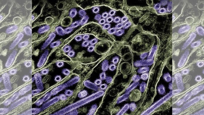 Avian influenza | Commons