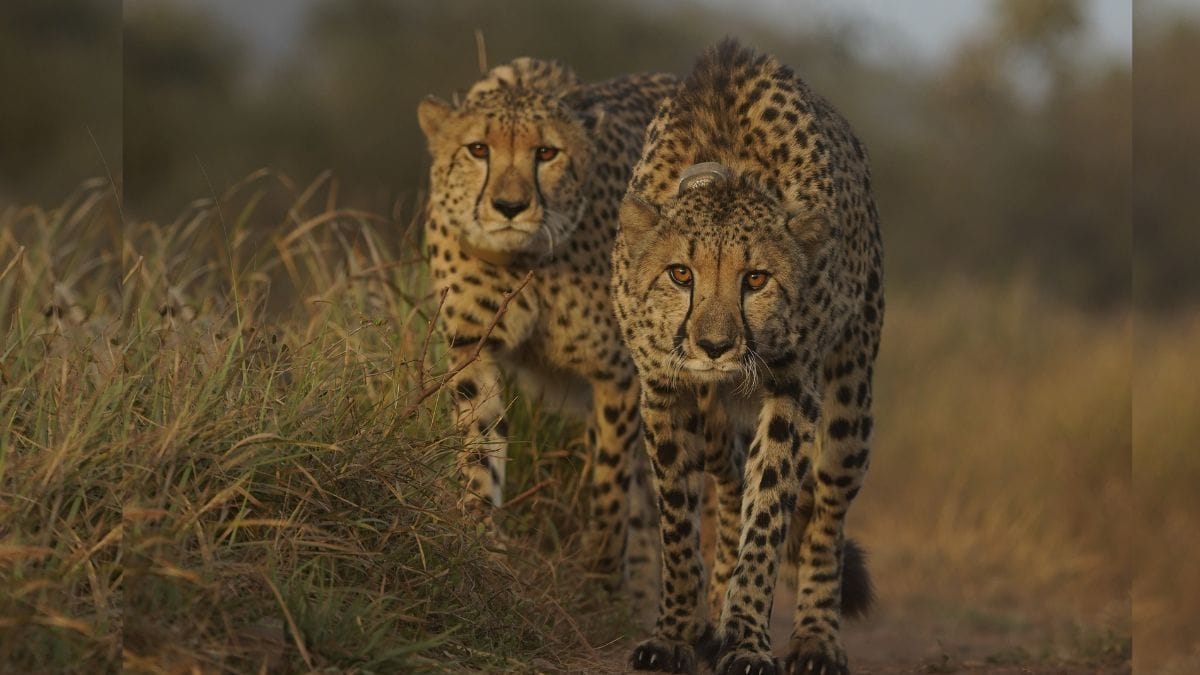 3 Kuno’s cheetahs will now be sent to Gujarat. They’re part of the Botswana batch