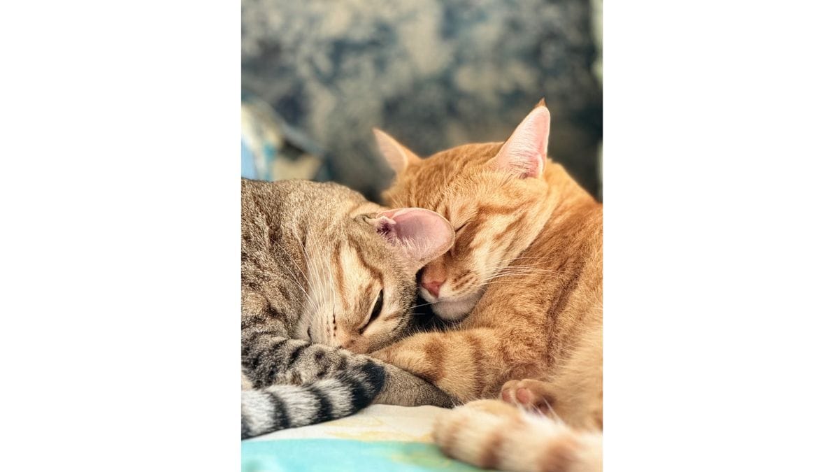 Mosu and Cheeto snuggling | Special arrangement 