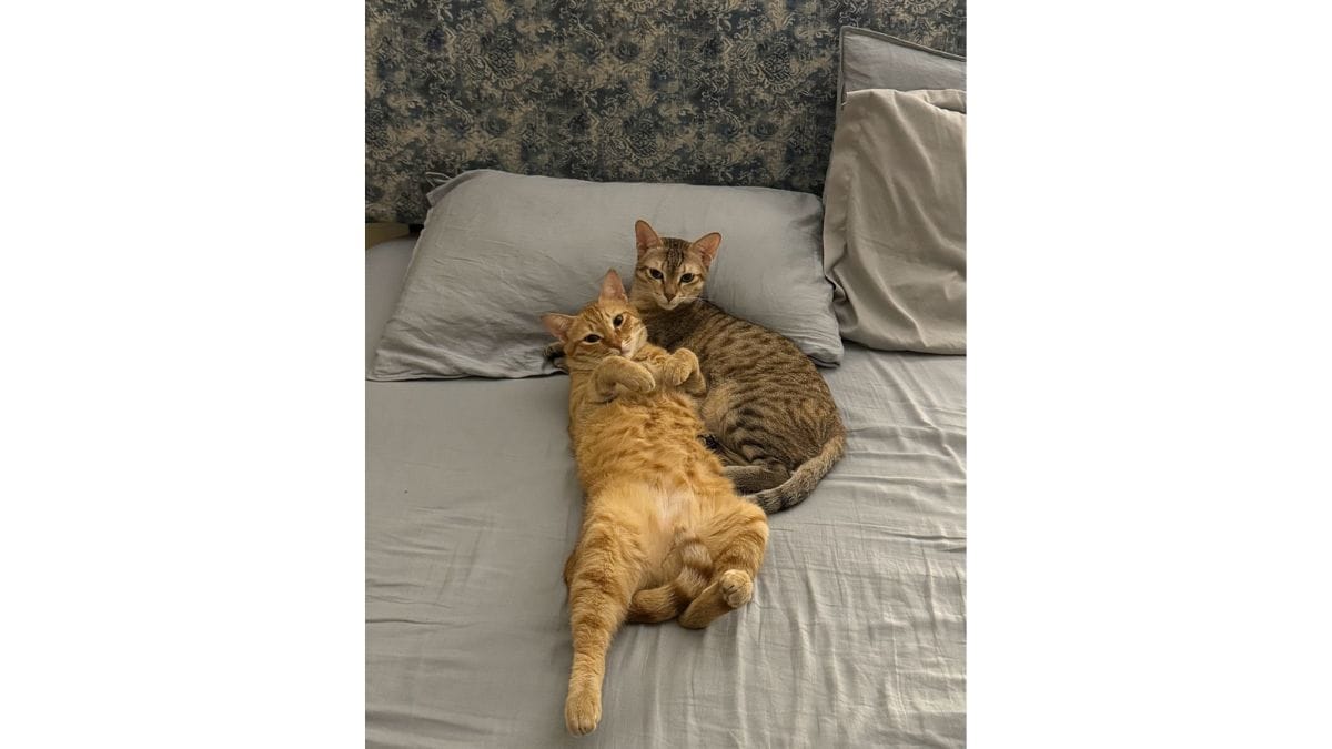 Mosu and Cheeto | Special arrangement 