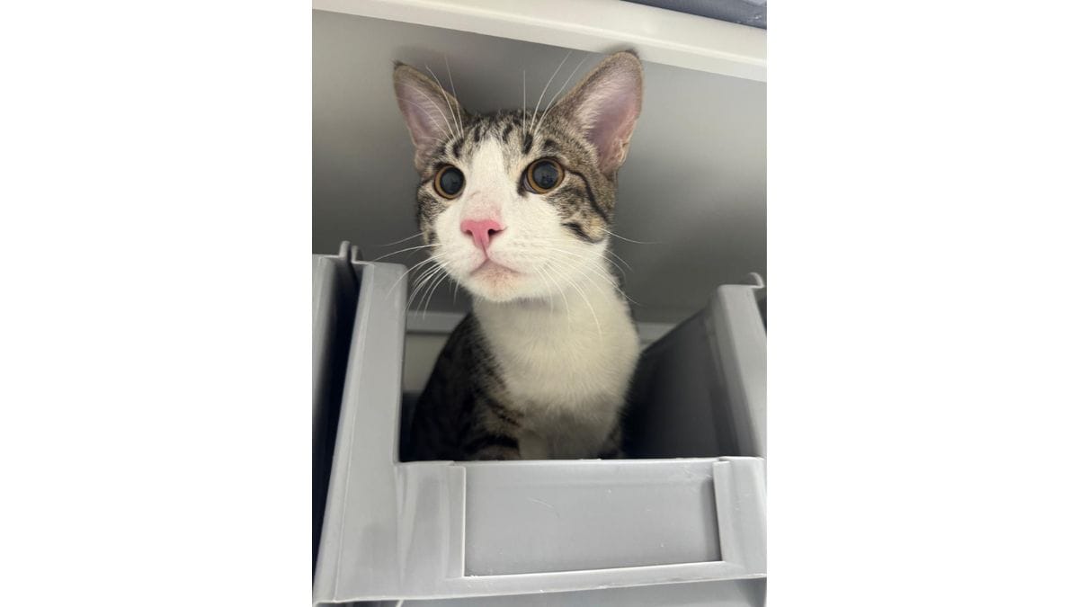 A cat being treated at the vet | Special arrangement 