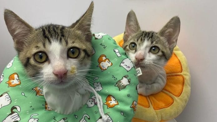 A pair of feline patients at Crown Vet in Gurugram | Special arrangement