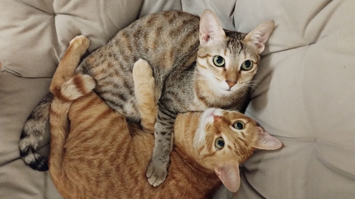 Mosu and Cheeto snuggling in bed | Special arrangement 