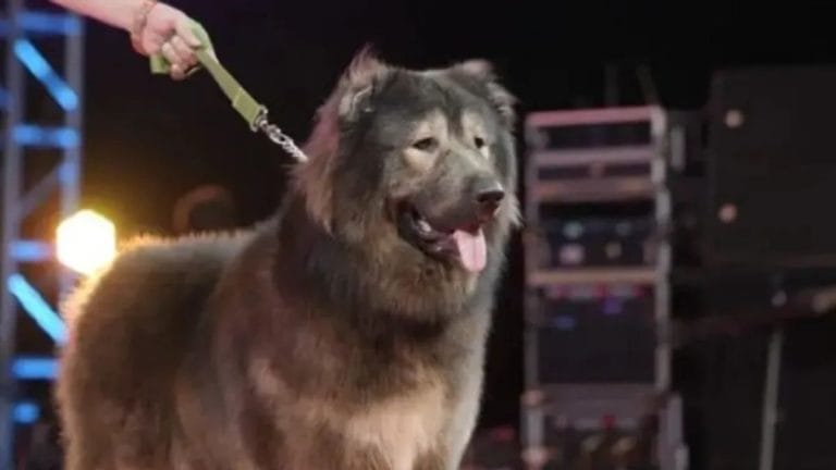 World’s most expensive dog turned out to be a hoax. Abusive breeding is still very real