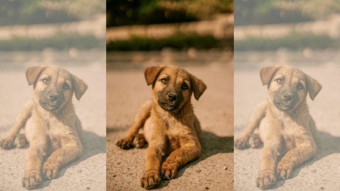 Representational image of a stray pup | Pexels/Stijn Dijkstra