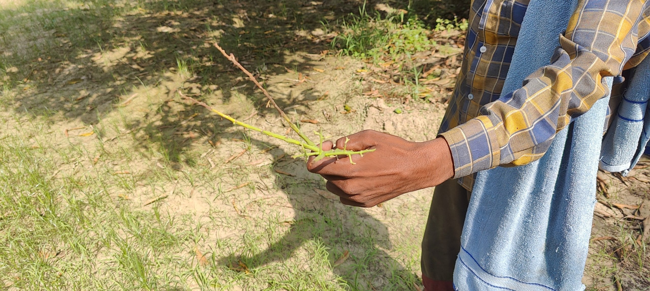 Mohammad Rehman, a contractor at Arshad’s mango orchards in Saharanpur, showing damaged mango flowers | Photo: Soumya Pillai, ThePrint
