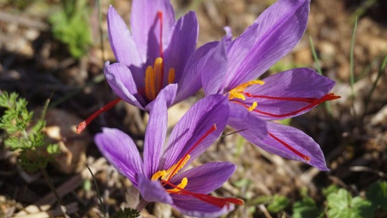 Iranian, Spanish & Kashmiri saffron. Can you tell the difference?