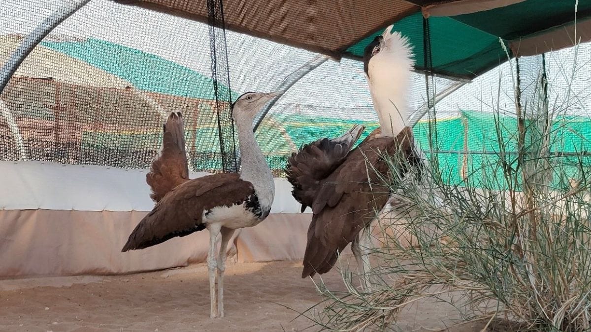Two Great Indian Bustards in a cage | By Special Arrangement | ThePrint