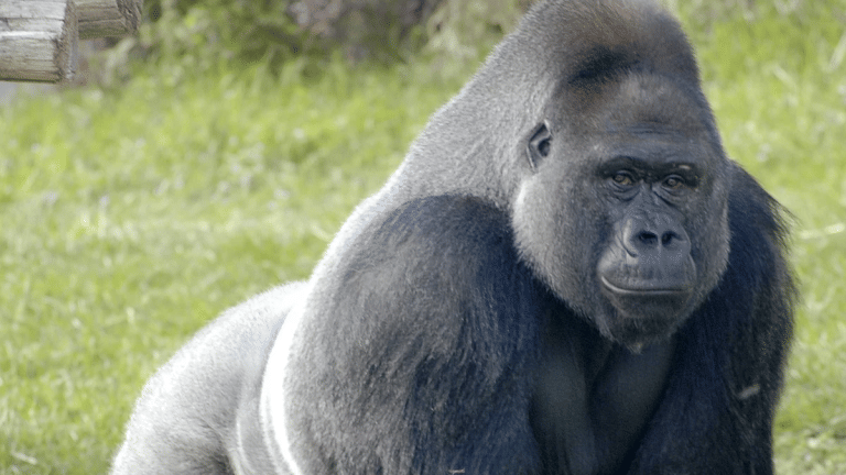 Who wins in a fight between 100 men and 1 gorilla? Evolution says it’s humans