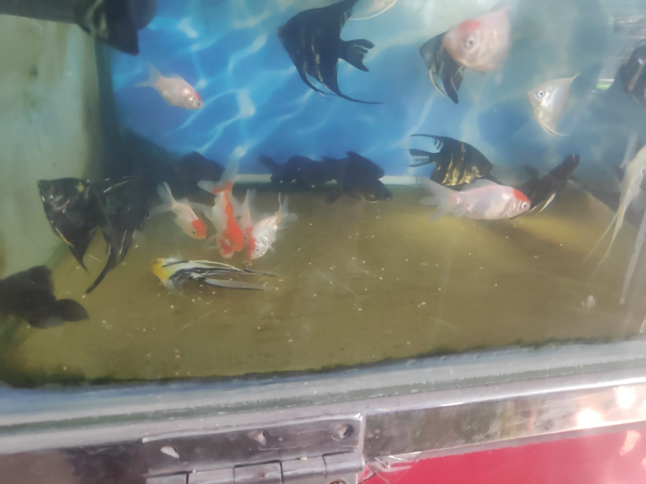 Infected fish were not removed from aquariums in some of Delhi's pet shops | By special arrangement