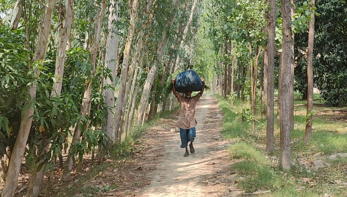 Mangoes in the fruit belt of Saharanpur will start maturing in another fortnight | Photo: Soumya Pillai, ThePrint