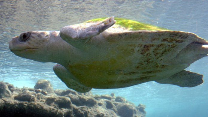 Olive Ridley Turtle | Wikimedia Commons