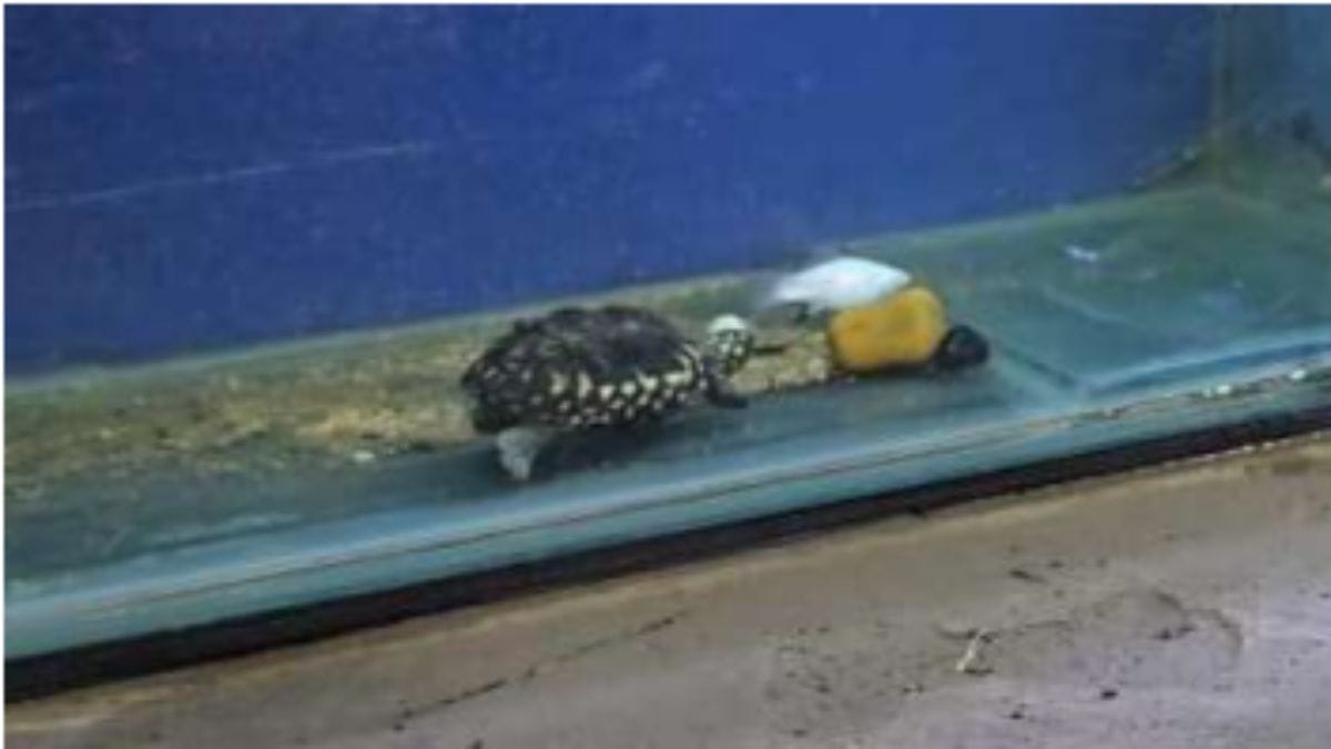 Pet shop selling a star turtle | ALC report