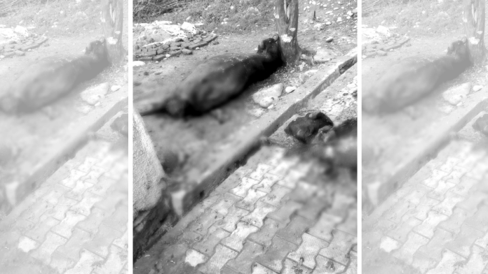 Carcasses of buffaloes lie unattended at Chak Dulma village in Samba district | By Special Arrangement