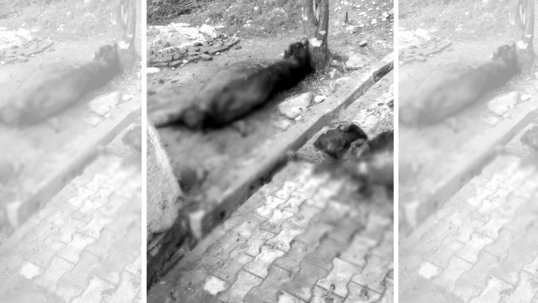 In J&K’s Samba, hundreds of livestock killed, livelihoods snuffed out by cross-border shelling