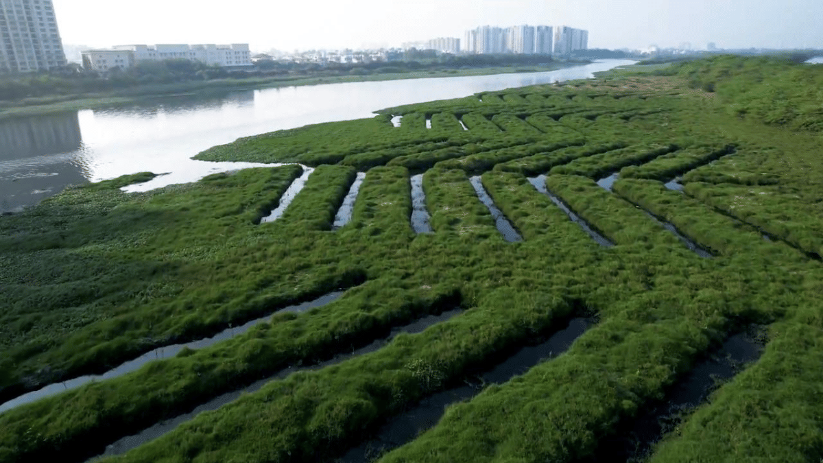 20 hectares along Buckingham Canal have been restored | By special arrangement 