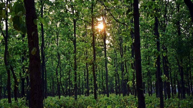 ‘Scientifically unsound’. Conservators flag ecological blind spots in govt’s report on forests