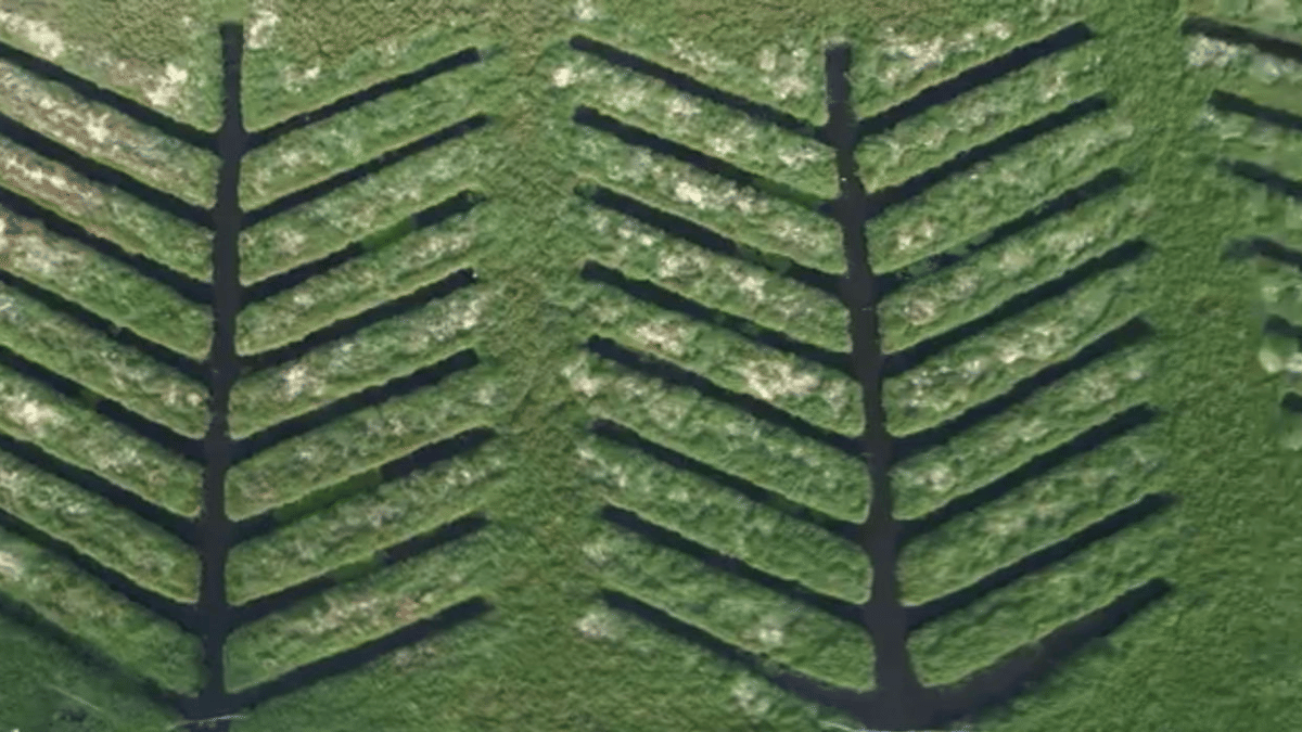 Saplings were planted last year by forest dept | By special arrangement