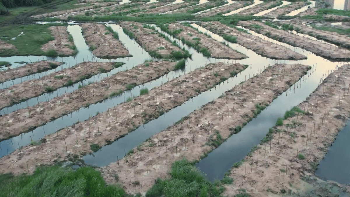 Fishbone technique | By special arrangement 