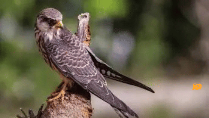Amur falcons originate in the Amur River basin in Russia | X: @supriyasahuias