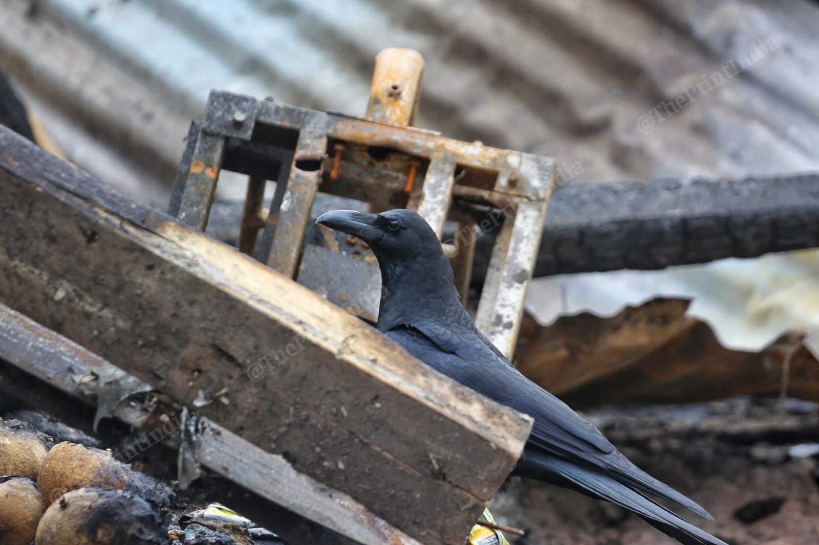 A crow, considered a sign of bad luck or death in some cultures, sitting on debris on Sajjad Ahmed's grocery shop | Photo: Praveen Jain | ThePrint